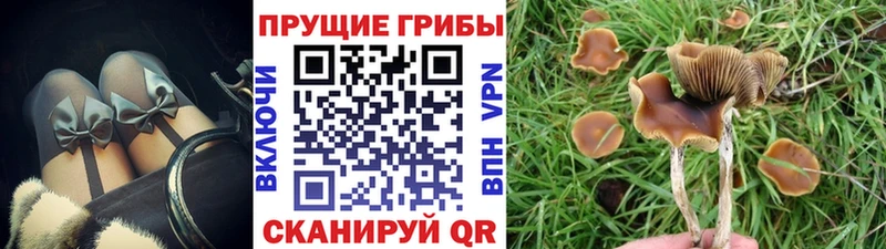 Галлюциногенные грибы Psilocybine cubensis Дагестанские Огни